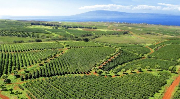 coffee farms where caffeine anhydrous is found